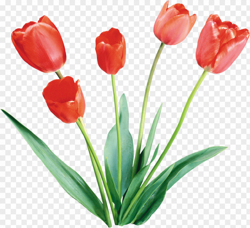 Daffodils Flower Tulip Color Desktop Wallpaper Clip Art PNG