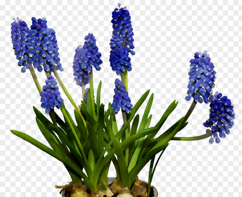 English Lavender Cut Flowers Hyacinth Bluebonnet PNG