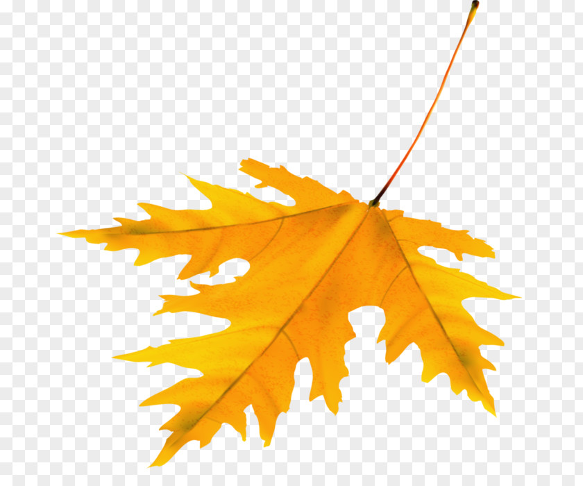 листя LiveInternet Maple Leaf Diary Clip Art PNG