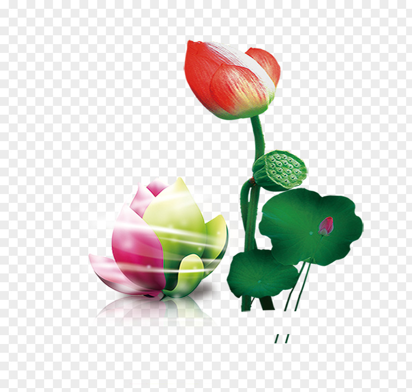 Lotus-free Material Lotus Seed PNG