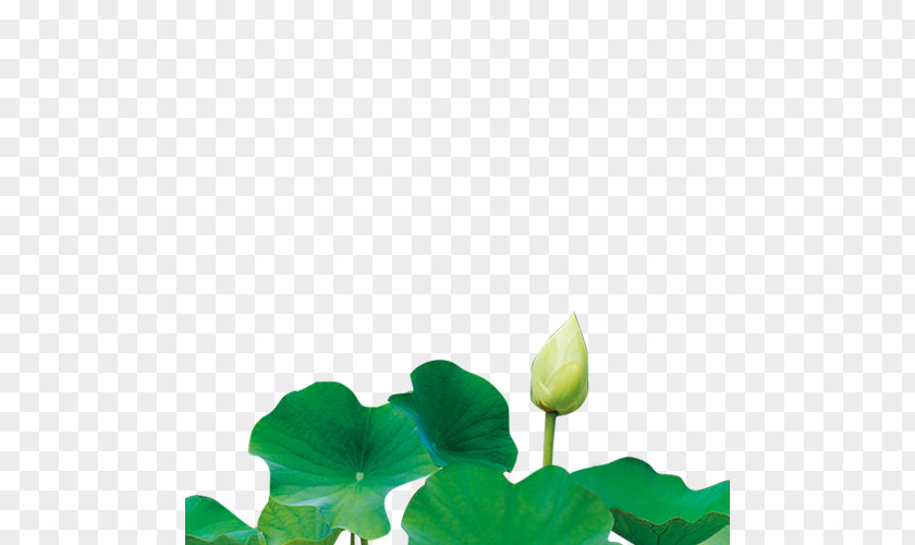 Lotus Nelumbo Nucifera U516bu5b57 Chinese Fortune Telling Poster PNG