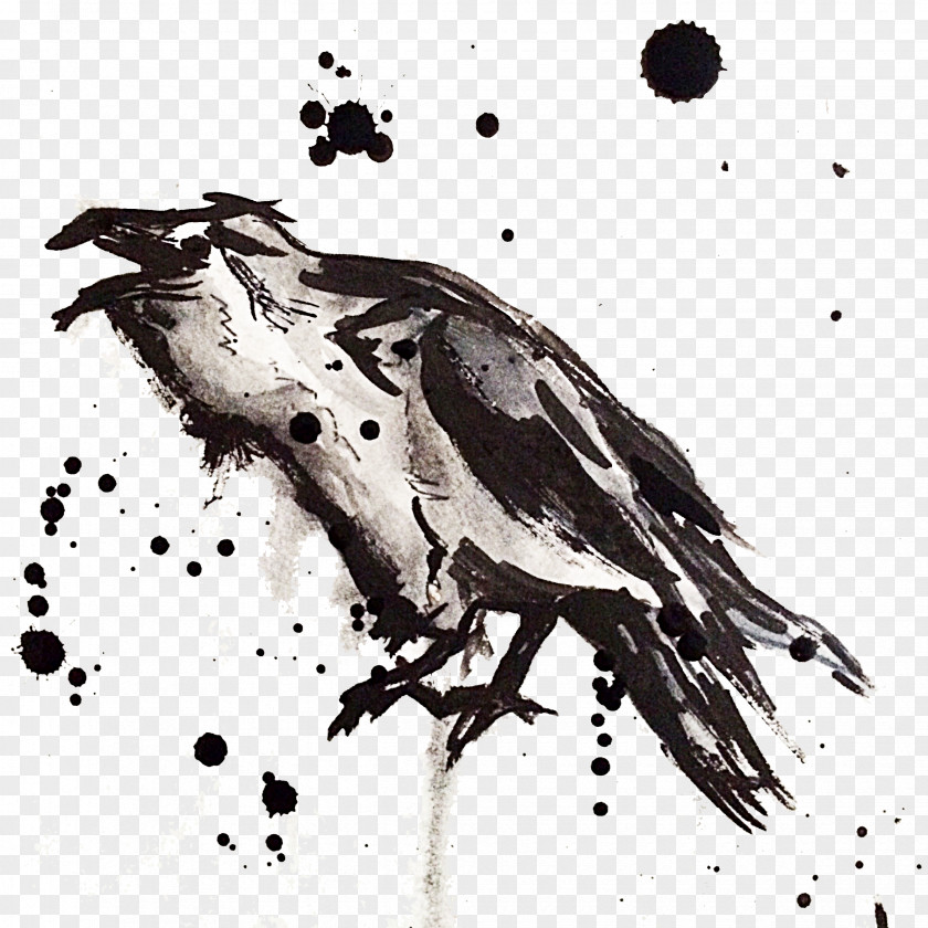 Raven Bird Drawing Monochrome Photography PNG