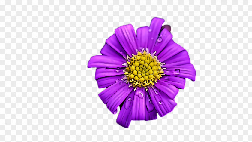 Zinnia China Aster Flower Violet Purple Petal Plant PNG