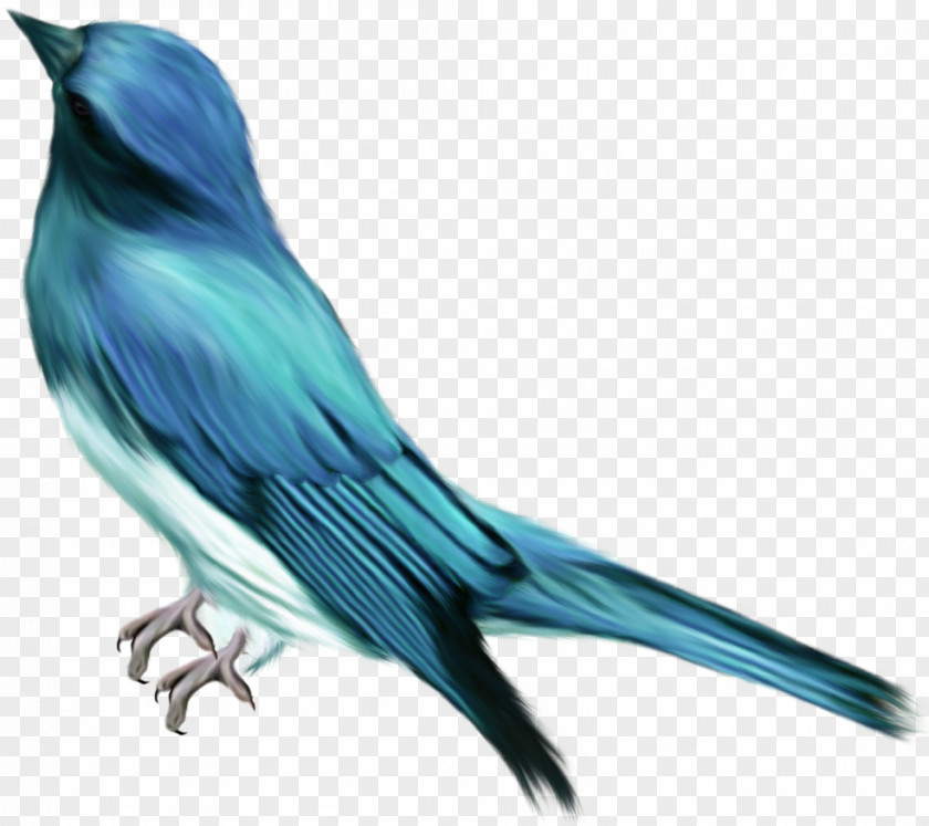 Bird Blue Color Clip Art PNG