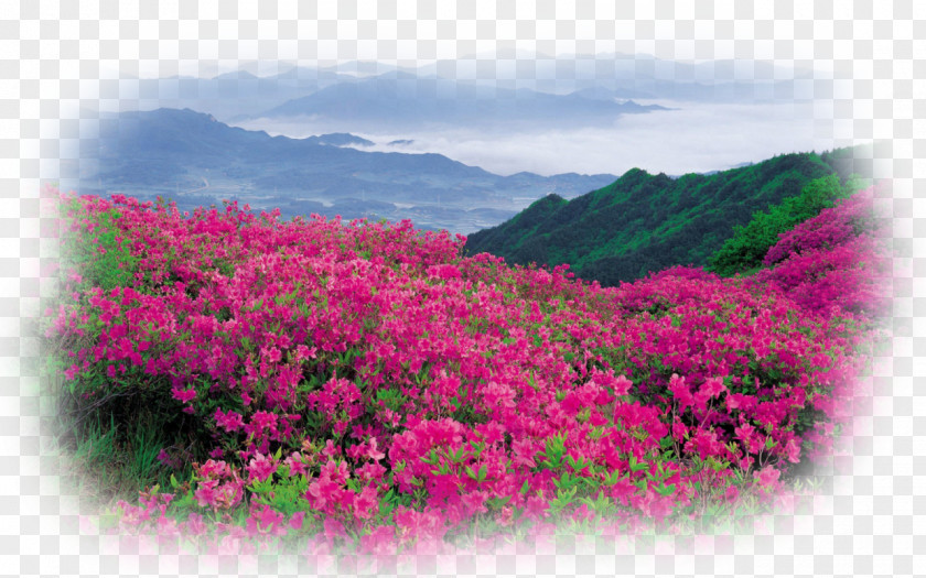 Burgundy Flowers Flower Garden Landscape Desktop Wallpaper PNG