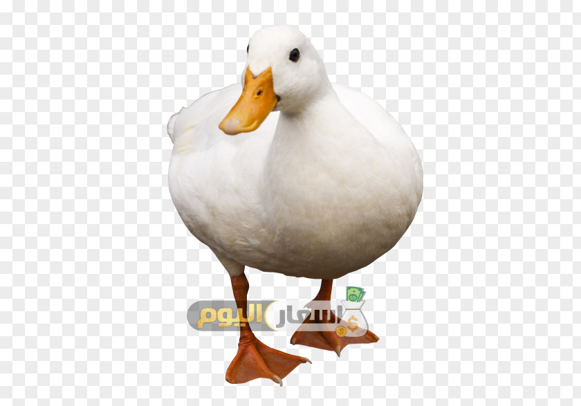 Duck Bird Domestic Goose PNG