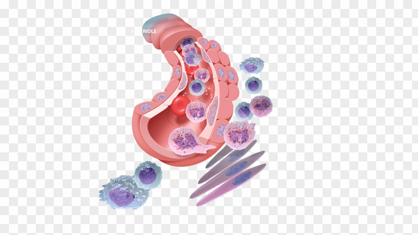 Inflammation Tissue Organism Injury Infection PNG