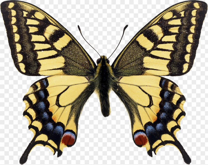 Monarch Butterfly Swallowtail Papilio Machaon Eastern Tiger PNG