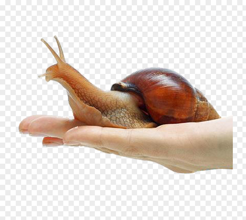 Snails Giant African Snail Achatina Orthogastropoda Land PNG