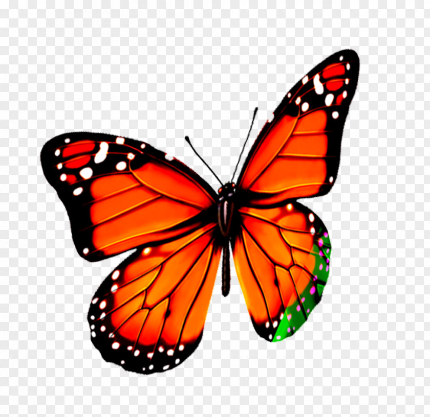 Creative Butterfly Monarch Pieridae PNG