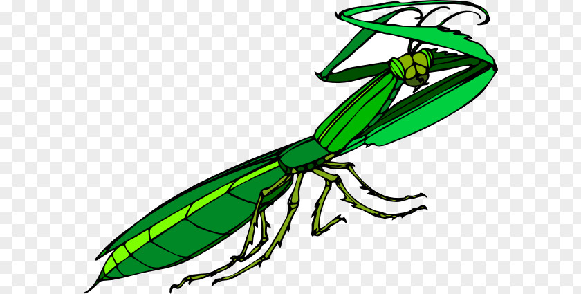 Mantis Cartoon Cliparts Insect Free Content Clip Art PNG