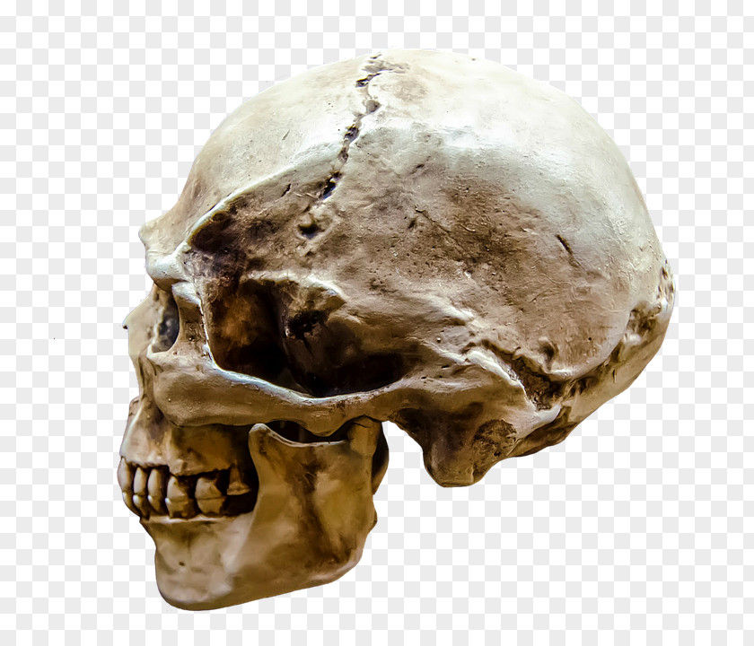 Skull Human Face Head Body PNG