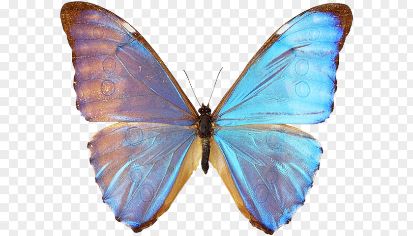 Butterfly Gossamer-winged Butterflies Moth PNG