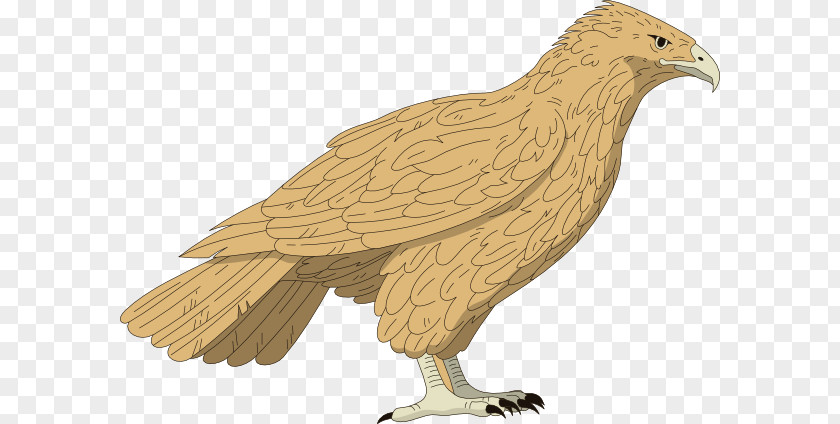 Falcon Cliparts Red-tailed Hawk Clip Art PNG
