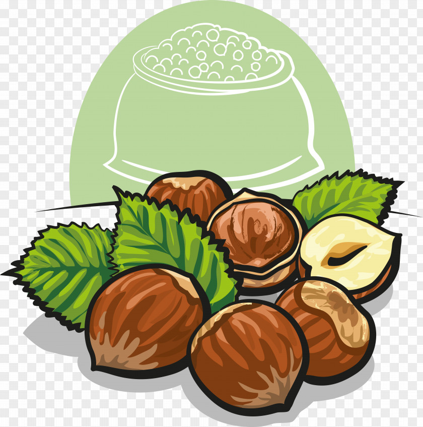 Hazelnut Drawing Stock Photography PNG