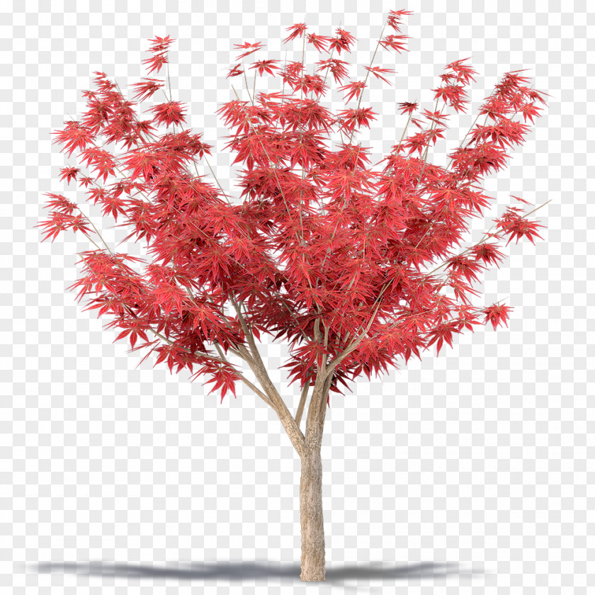 Japanese Maple Leaves PNG