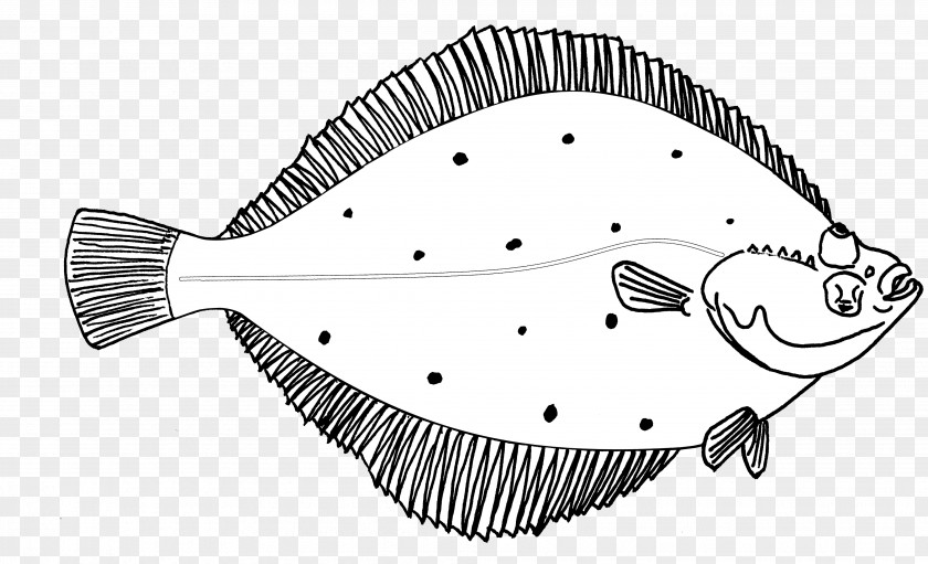 Line Drawing Flatfish Art Sketch PNG