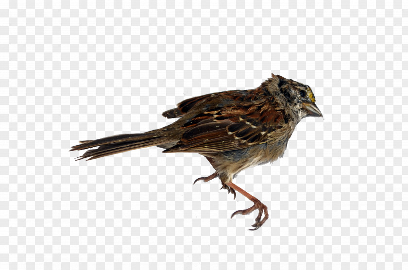 Sparrow House Finches Beak Feather PNG