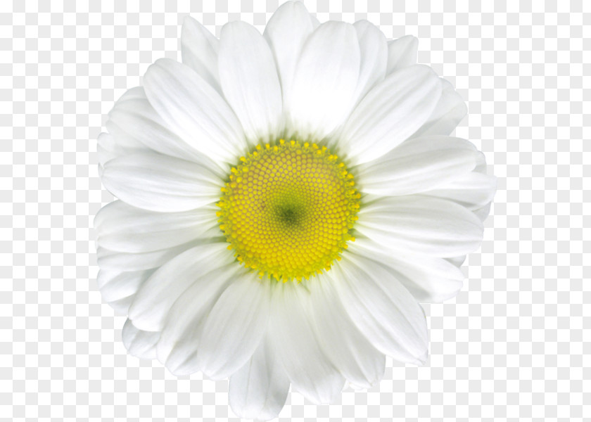 Camomile Common Daisy Stock Photography Royalty-free Clip Art PNG