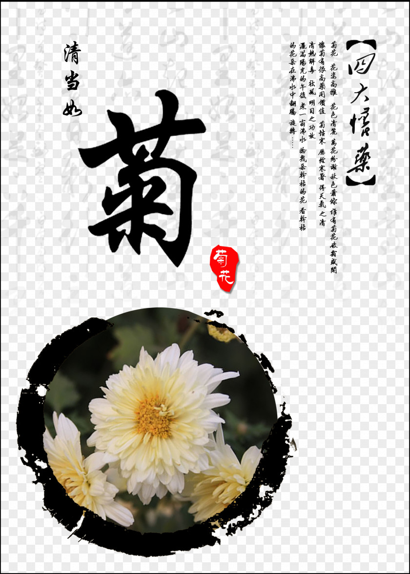 Chrysanthemum Jiaozuo Xd7grandiflorum Tea PNG