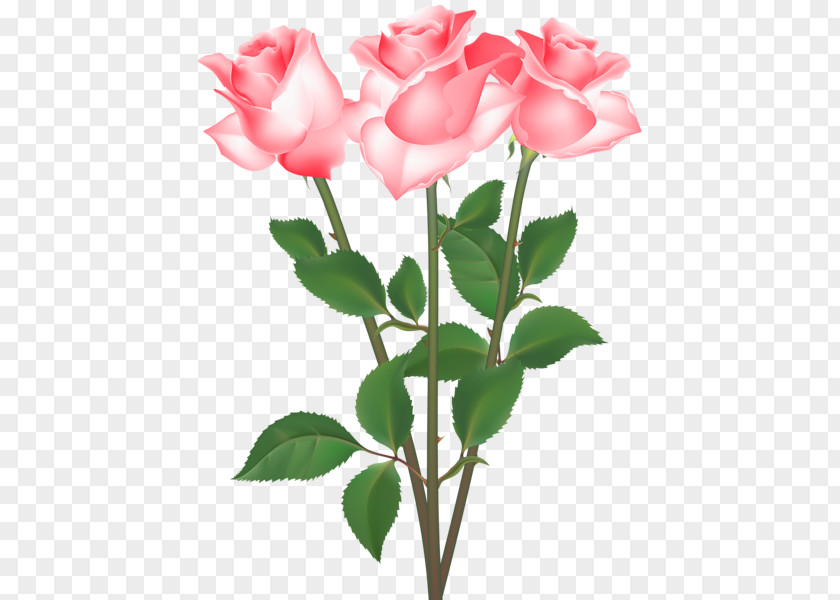 Garden Roses Cabbage Rose Floribunda Clip Art PNG