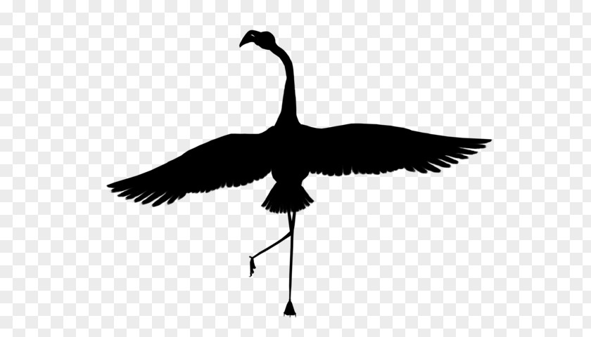 Goose Bird Crane Feather Beak PNG
