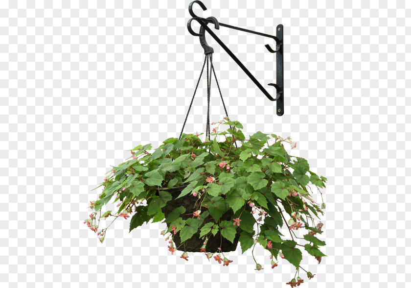 Hanging Basket tree Plants Clip Art Tree PNG