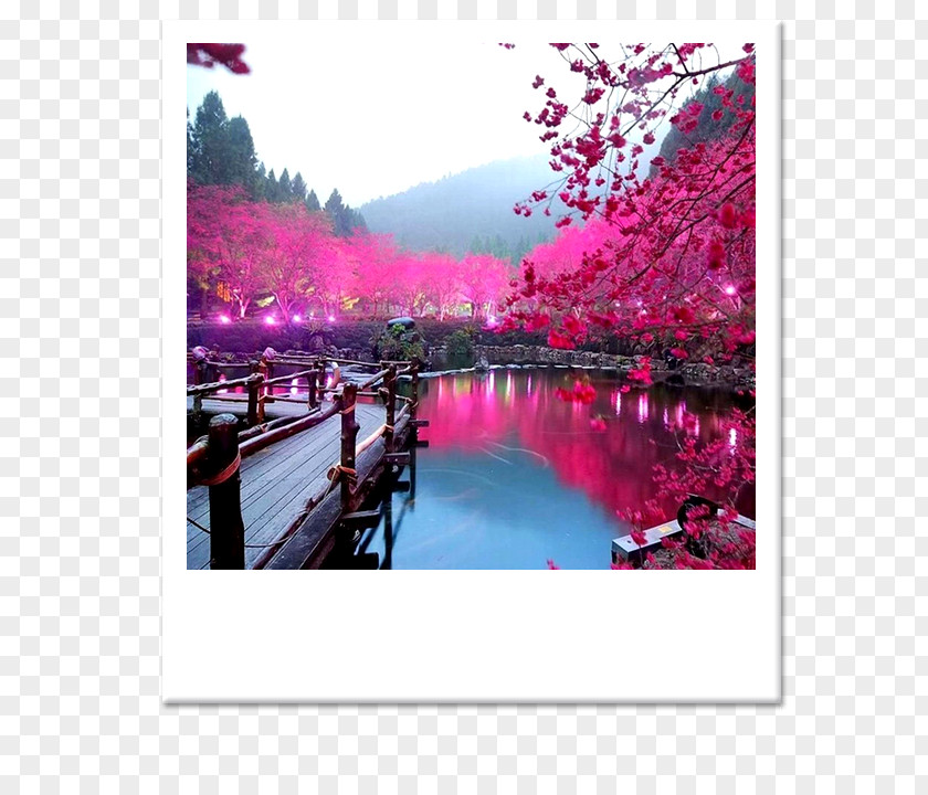 Japan Cherry Blossom Landscape PNG