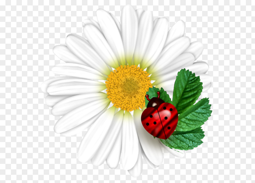 Ladybug Common Daisy Ladybird Flower PNG