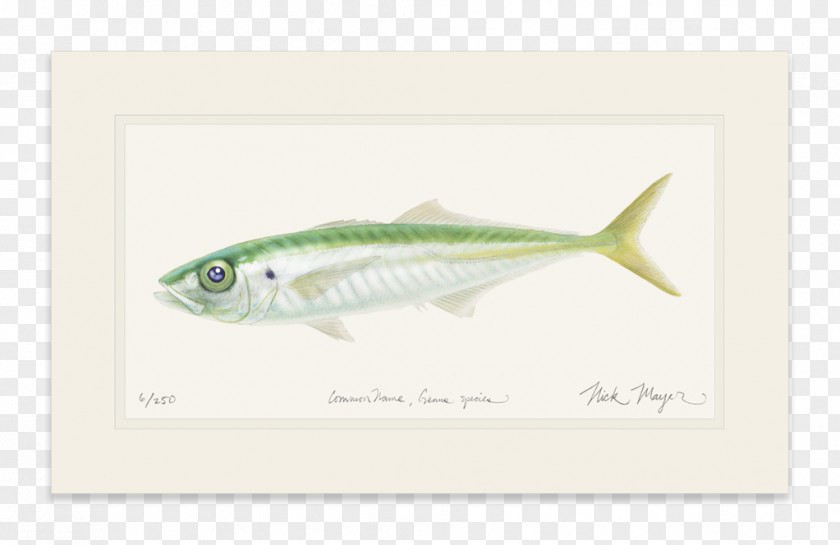 Pacific Jack Mackerel Sardine PNG