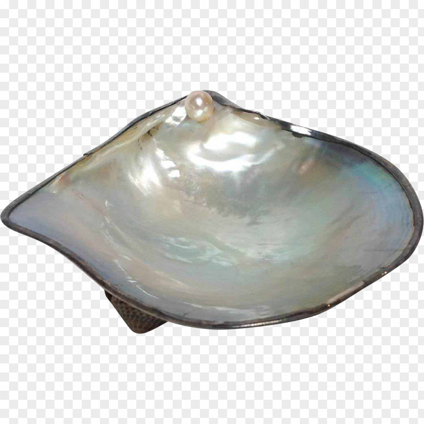 Seashell Clam Oyster Cultured Pearl Ostreidae PNG