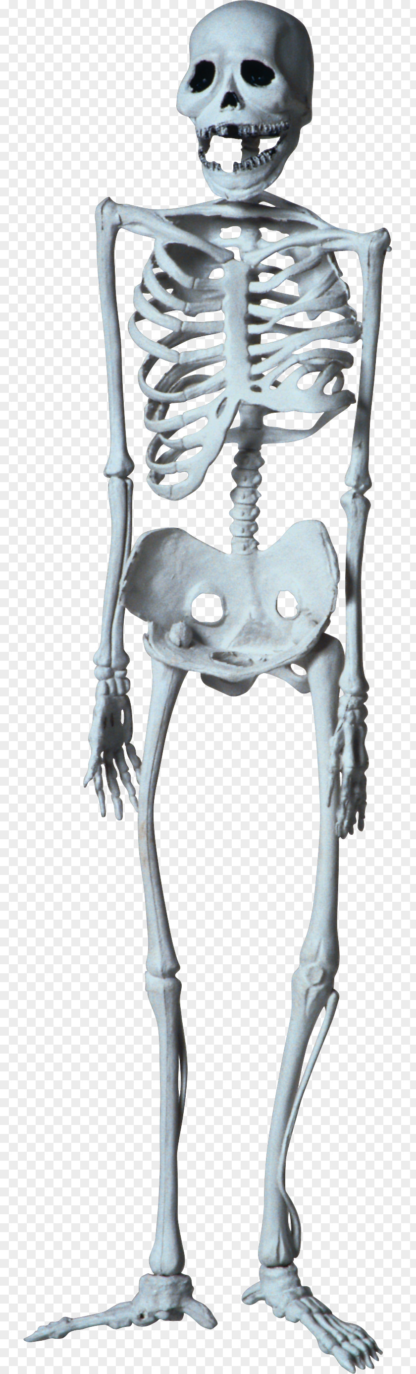 Skeleton Human Bone Clip Art PNG