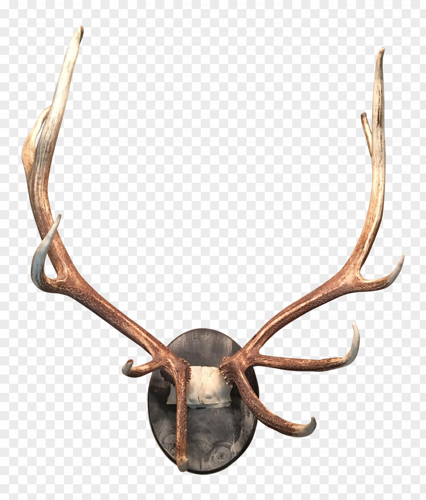 Antler Deer Moose Horn Elk PNG