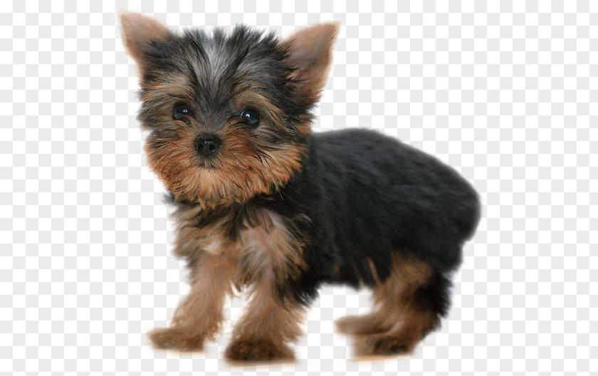 Cat Yorkshire Terrier Puppy Dog Grooming Pet PNG