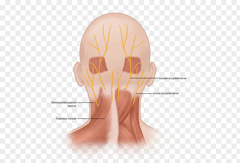 Forehead Anatomy Occipital Neuralgia Greater Nerve Third PNG