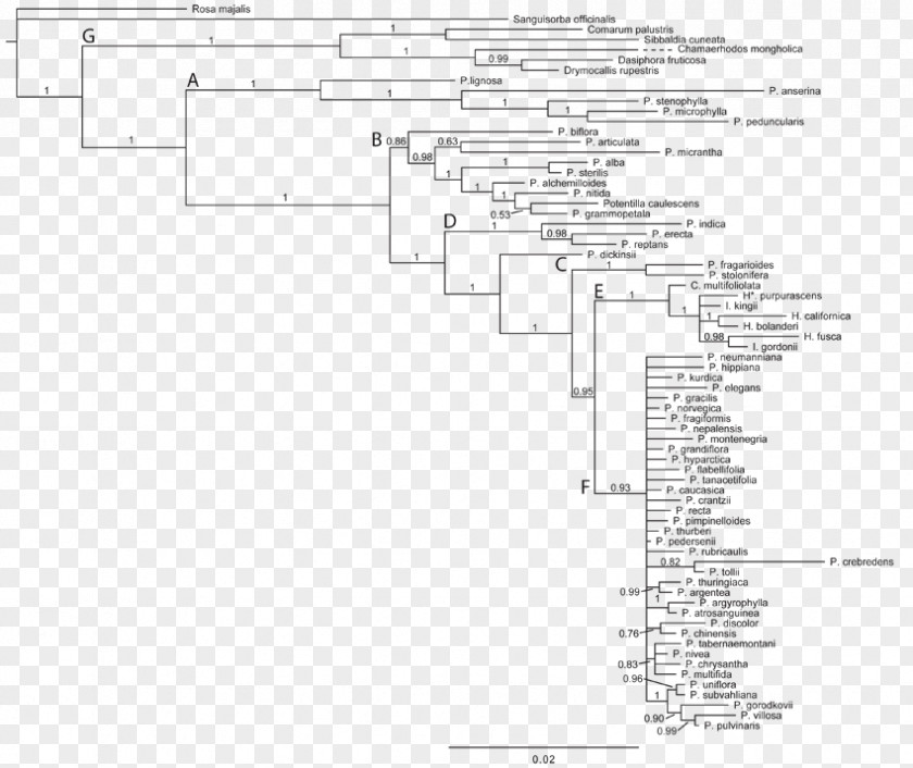 Phylogenetic Tree Silver Cinquefoil PLOS Currents Phylogenetics PNG
