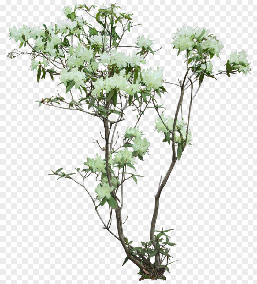 Shrubs Flowerpot Arecaceae Tree Plant Fibre Cement PNG