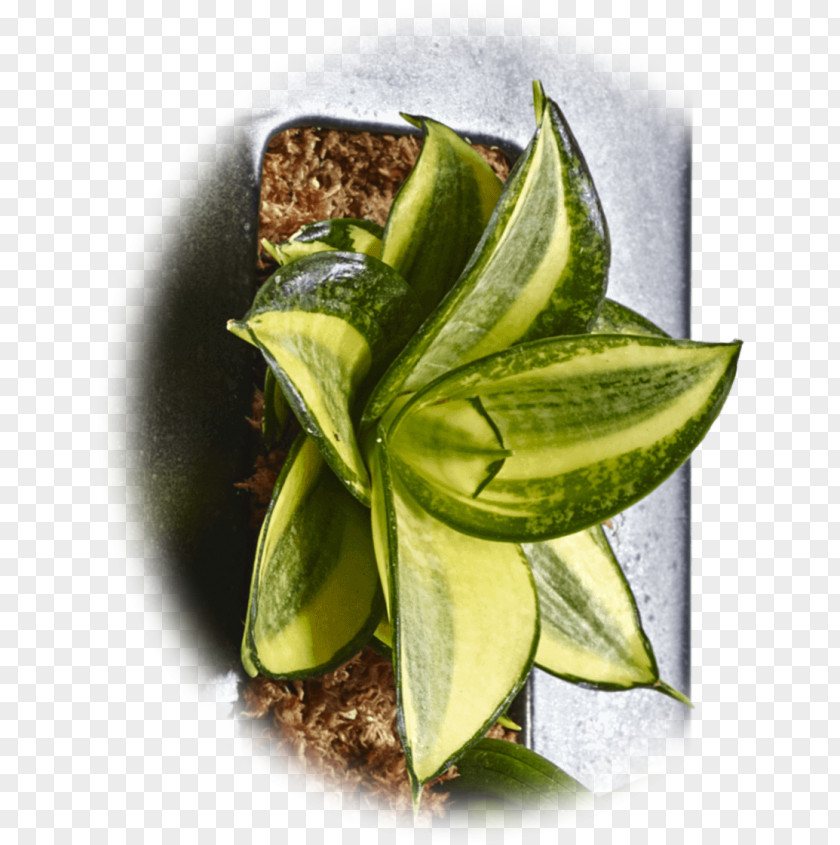Viper's Bowstring Hemp Houseplant Embryophyta Flowerpot PNG