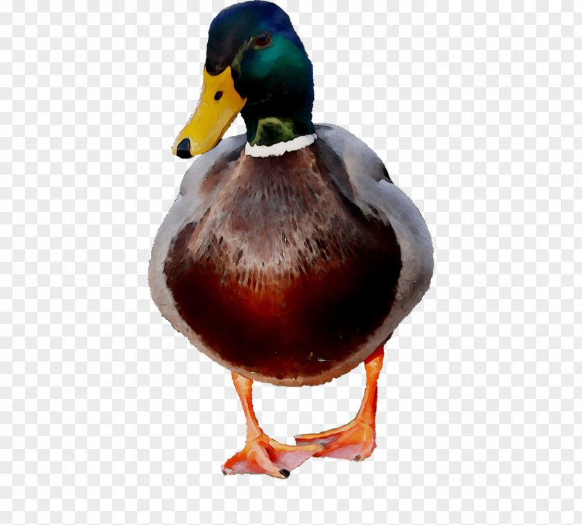 Duck Water Bird Image Photomontage PNG