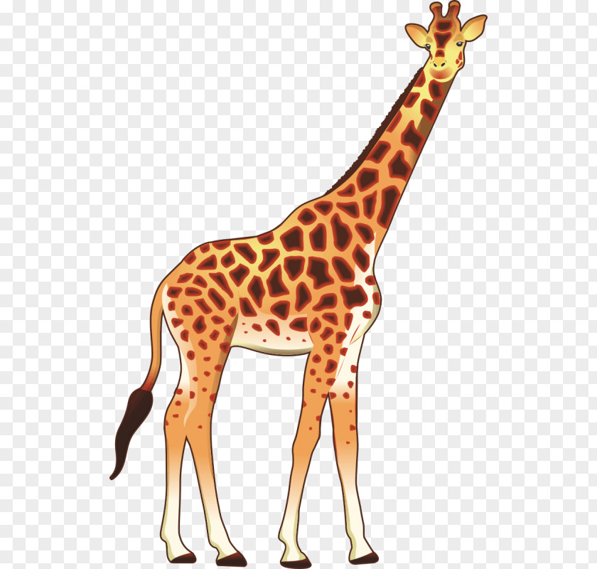 Giraffe Okapi Stock Photography Clip Art PNG
