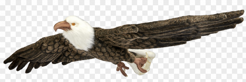 Bird Bald Eagle Stuffed Animals & Cuddly Toys Vulture PNG