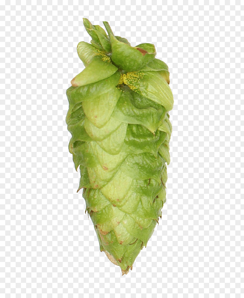 Hops Romaine Lettuce Leaf Vegetable Celtuce PNG