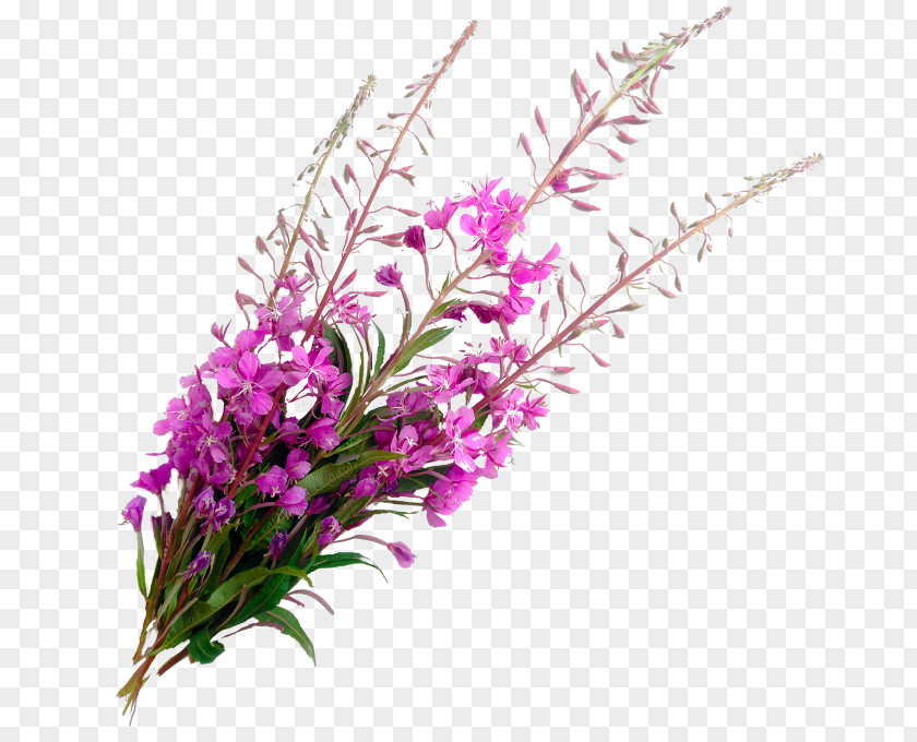 Loosestrife And Pomegranate Family Grass Flowers Background PNG