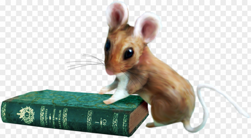 Rat Gerbil Hamster Computer Mouse Fauna PNG