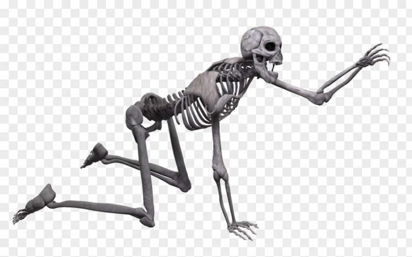 Skeleton Human Skull Poser PNG