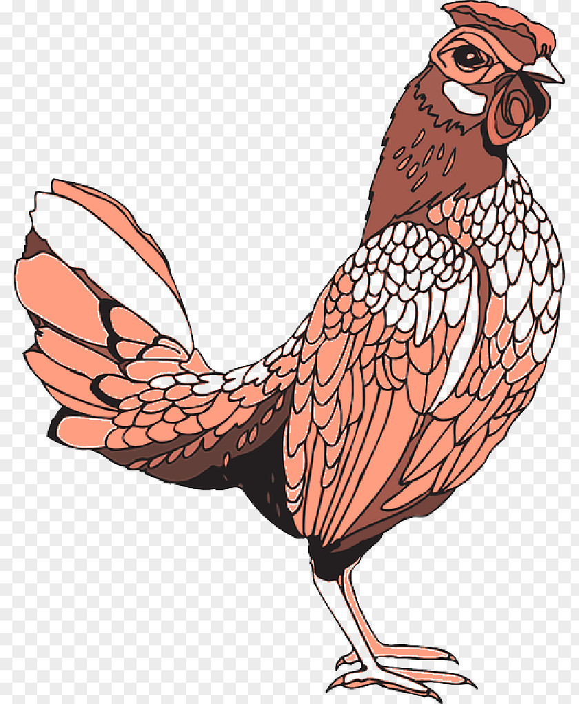 Colored Feathers Rooster Clip Art Chicken Coloring Book Image PNG
