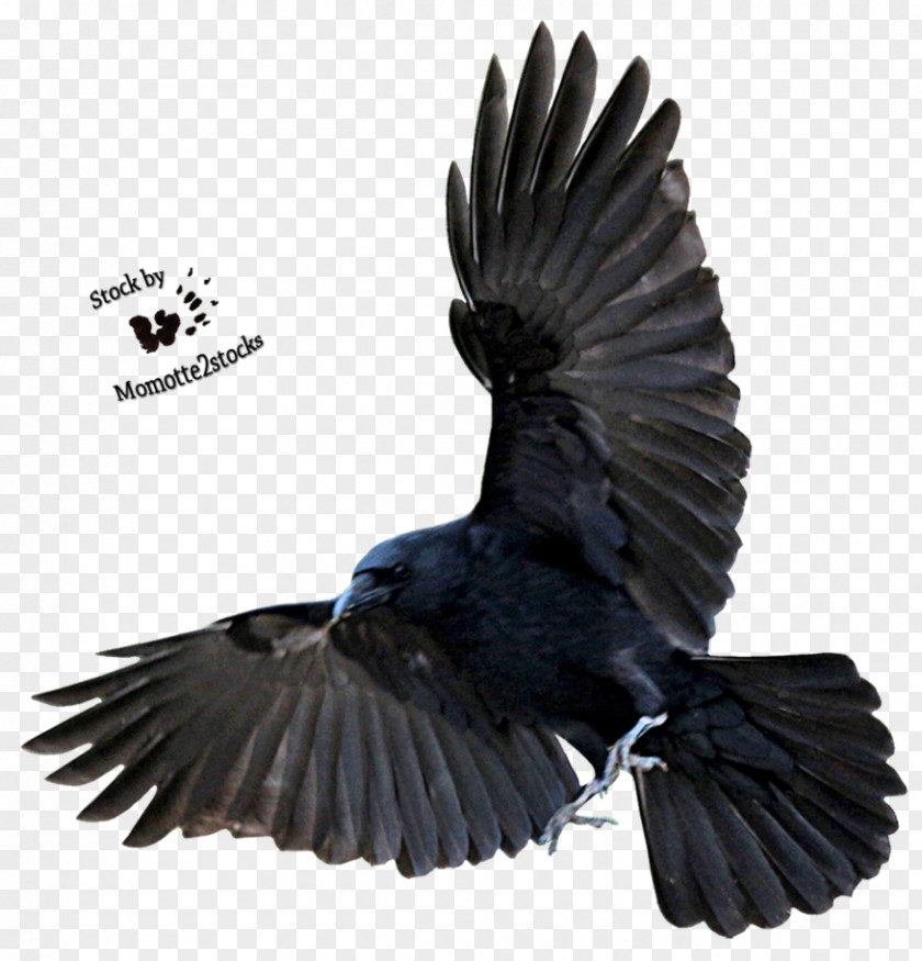 Crow American Bird Flight Common Raven PNG