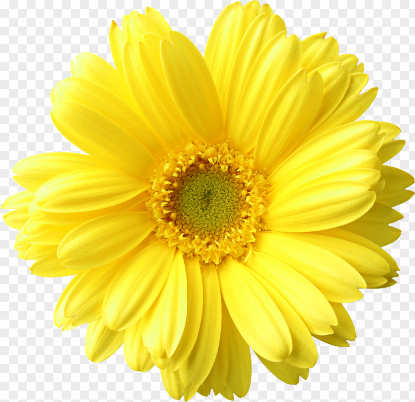 Gerbera Dandelion Drawing Clip Art PNG