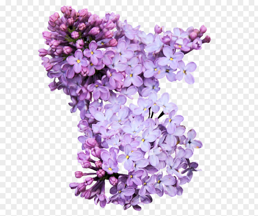 Lavender PNG