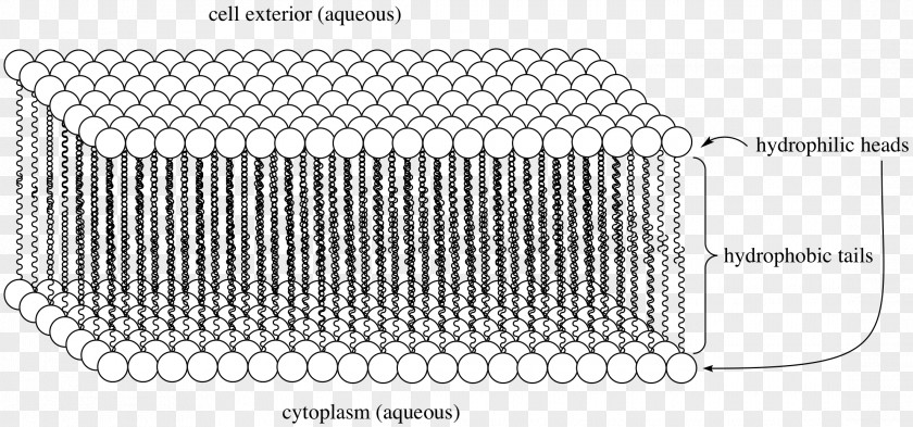 Lipid Carboxylic Acid Amazon.com Fatty PNG